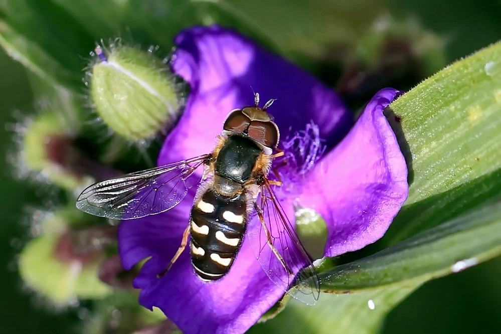 Späte Großstirnschwebfliege [Männchen] 