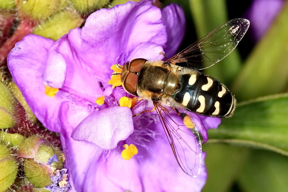 Späte Großstirnschwebfliege [Männchen]