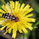 Späte Großstirnschwebfliege (Scaeva pyrastri)....