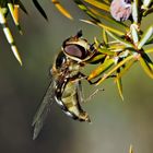 Späte Grossstirnschwebfliege (Scaeva pyrastri) ?!