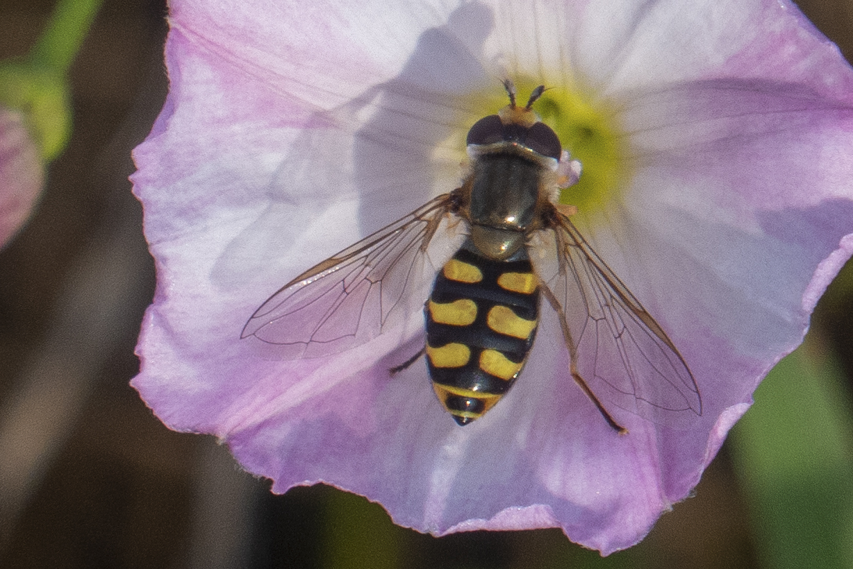 Späte Großstirnschwebfliege (Scaeva pyrastri)