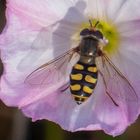 Späte Großstirnschwebfliege (Scaeva pyrastri)