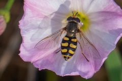 Späte Großstirnschwebfliege (Scaeva pyrastri)