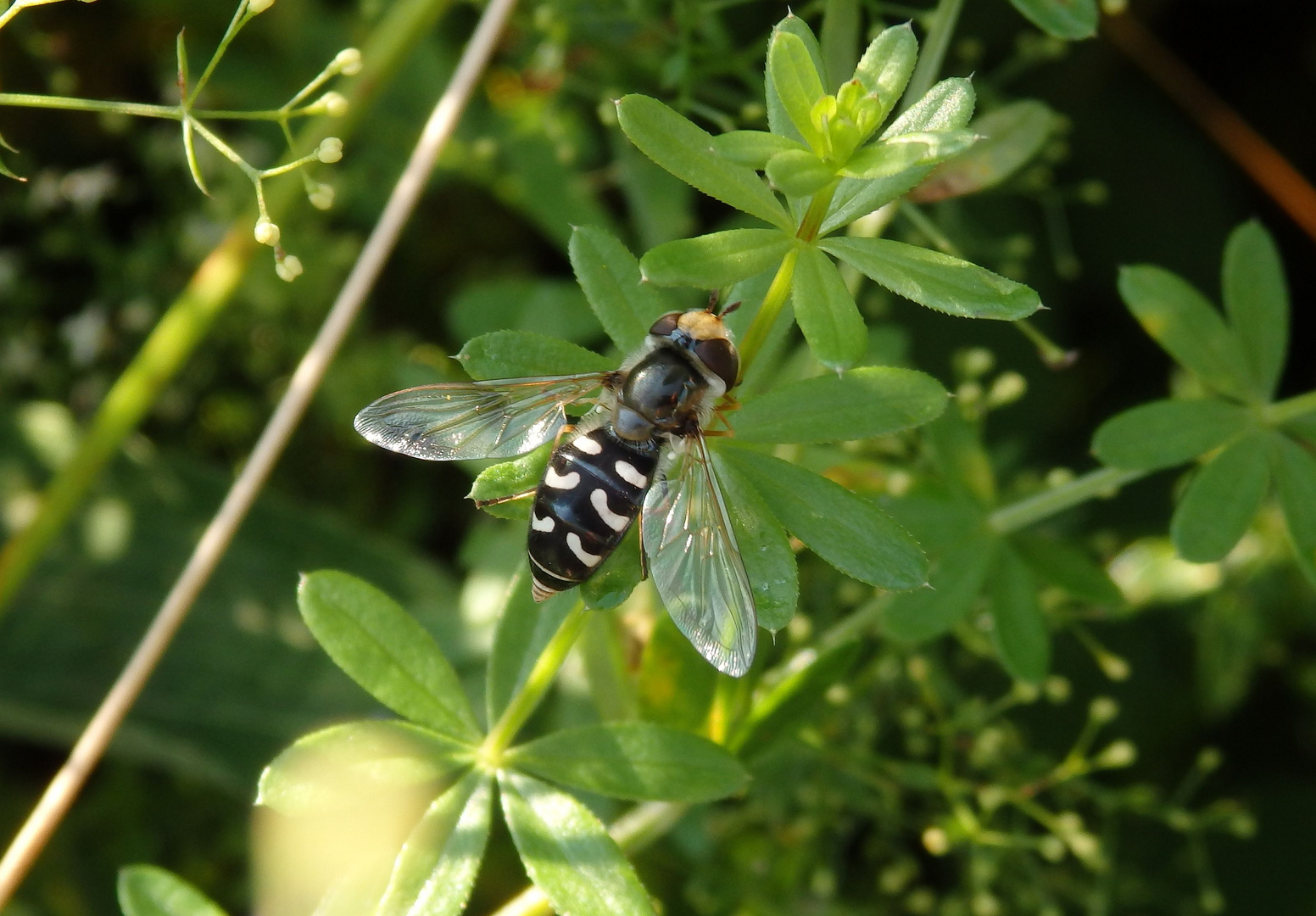 Späte Großstirnschwebfliege (Scaeva pyrastri)