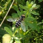 Späte Großstirnschwebfliege (Scaeva pyrastri)