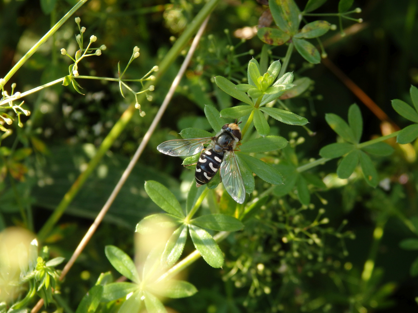 Späte Großstirnschwebfliege (Scaeva pyrastri)