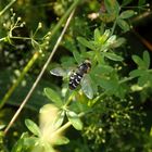 Späte Großstirnschwebfliege (Scaeva pyrastri)