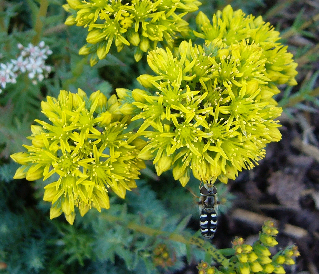 Späte Großstirnschwebfliege (Scaeva pyrastri)