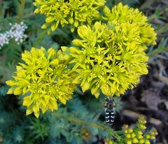Späte Großstirnschwebfliege (Scaeva pyrastri)