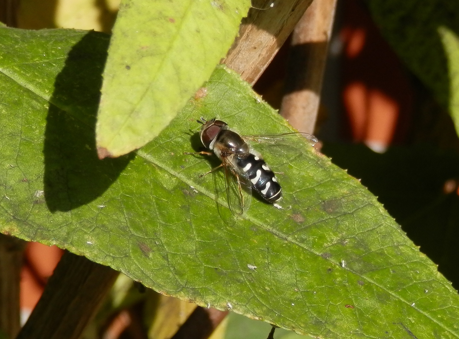 Späte Großstirnschwebfliege (Scaeva pyrastri) - Noch eine Schwebfliege auf dem Sommerflieder