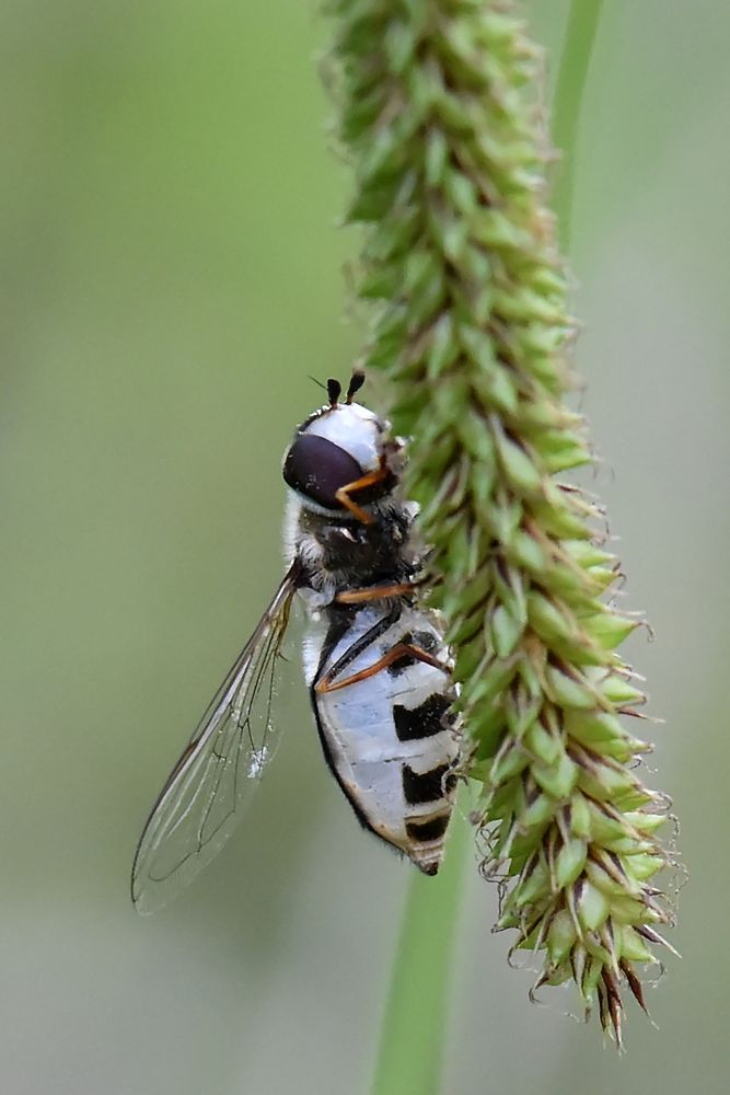 Späte Großstirnschwebfliege Unterseite