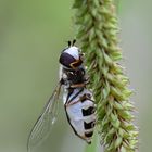 Späte Großstirnschwebfliege Unterseite