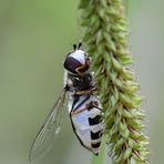 Späte Großstirnschwebfliege Unterseite