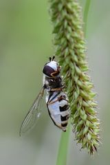 Späte Großstirnschwebfliege Unterseite