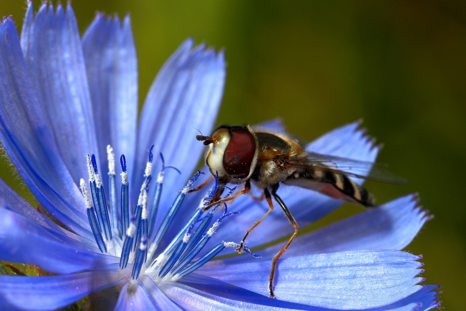 späte Großstirnschwebfliege002