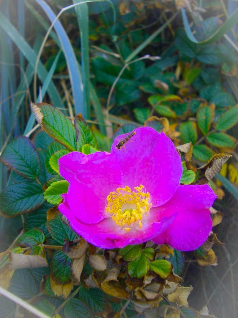 spaete heckenrose auf sylt