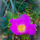 spaete heckenrose auf sylt