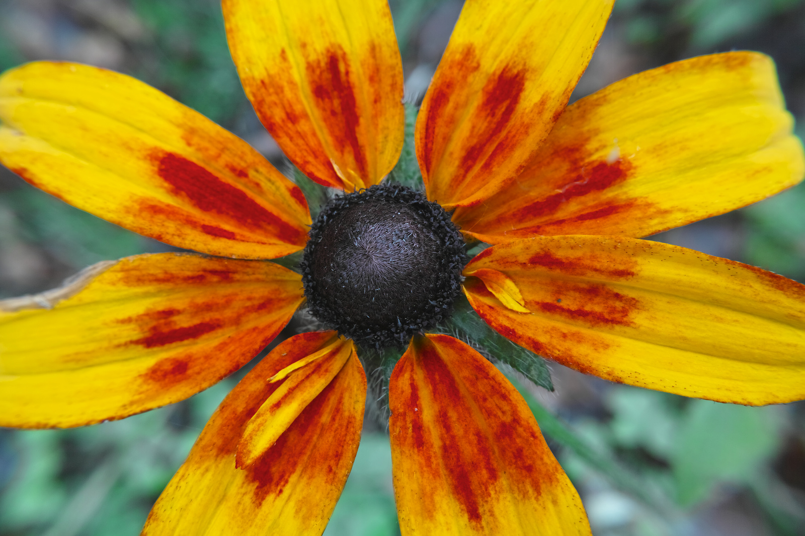 Späte Herbstblüte