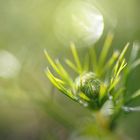 Späte Herbstknospe