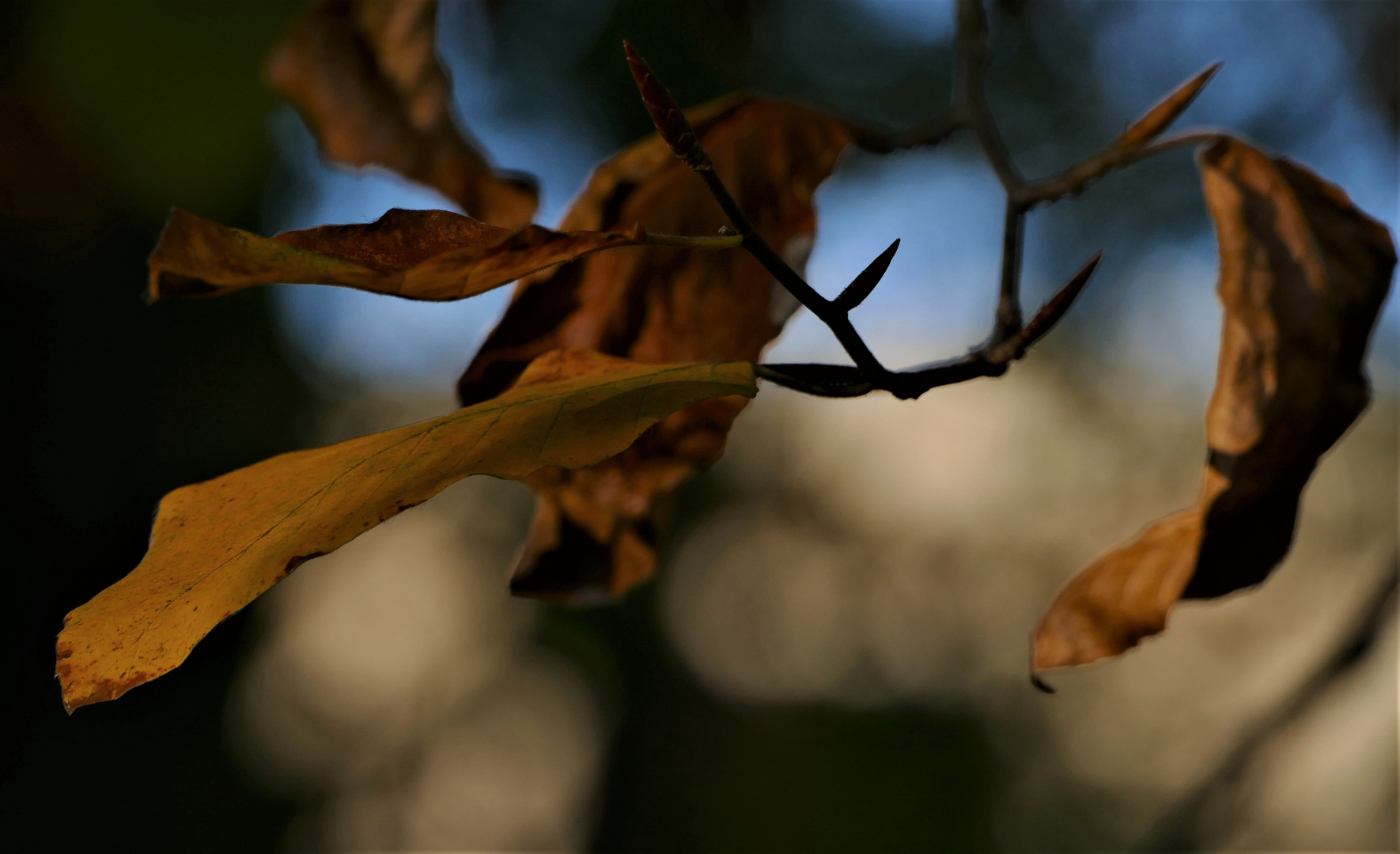 Späte Herbsttage..