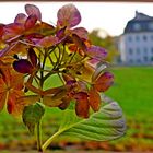  Späte Horthensie am Rosenhügel 