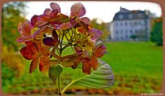  Späte Horthensie am Rosenhügel 