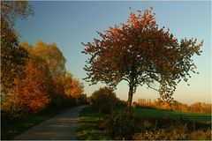 Späte Kirschbaum"früchte"..