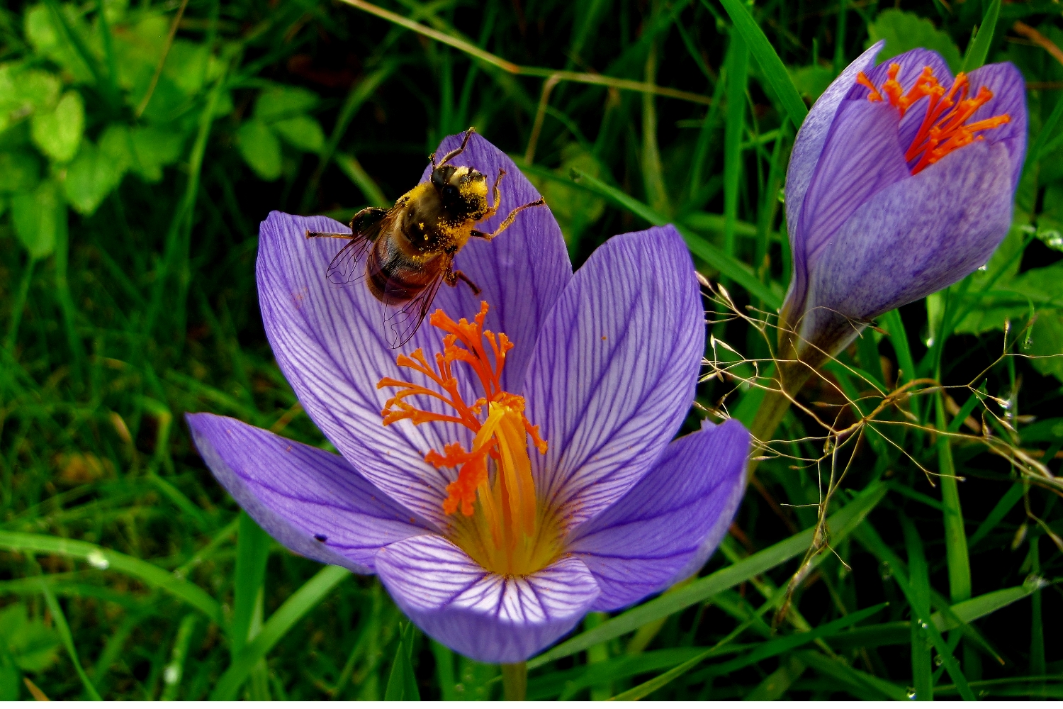 Späte Krokusblüte