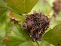 Späte Larve der Baumwanze Peribalus strictus