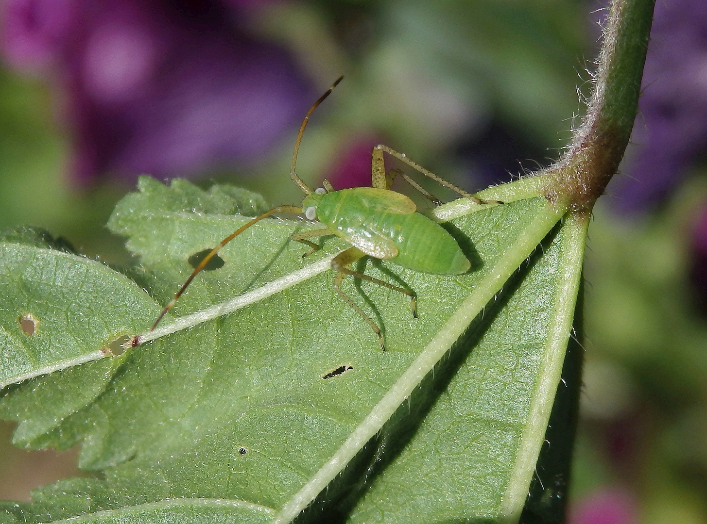 Späte Larve der Vierpunktigen Zierwanze (Adelphocoris quadripunctatus)