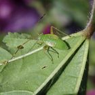 Späte Larve der Vierpunktigen Zierwanze (Adelphocoris quadripunctatus)