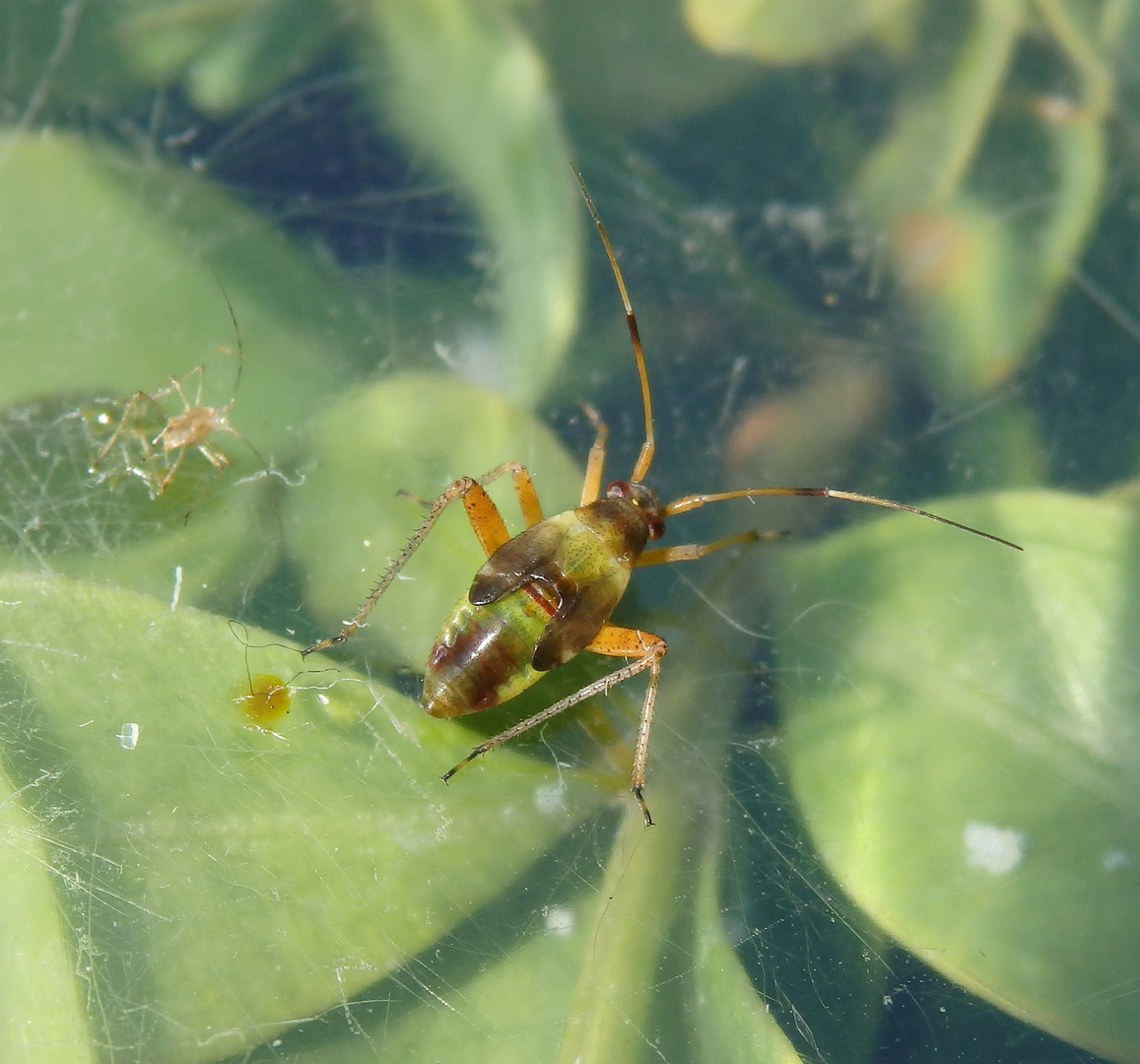 Späte Larve von Closterotomus fulvomaculatus