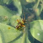 Späte Larve von Closterotomus fulvomaculatus