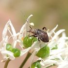 Späte Larve von Mermitelocerus schmidtii auf Bärlauch