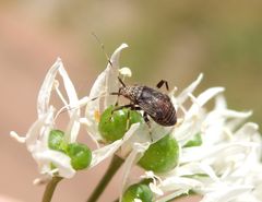 Späte Larve von Mermitelocerus schmidtii auf Bärlauch