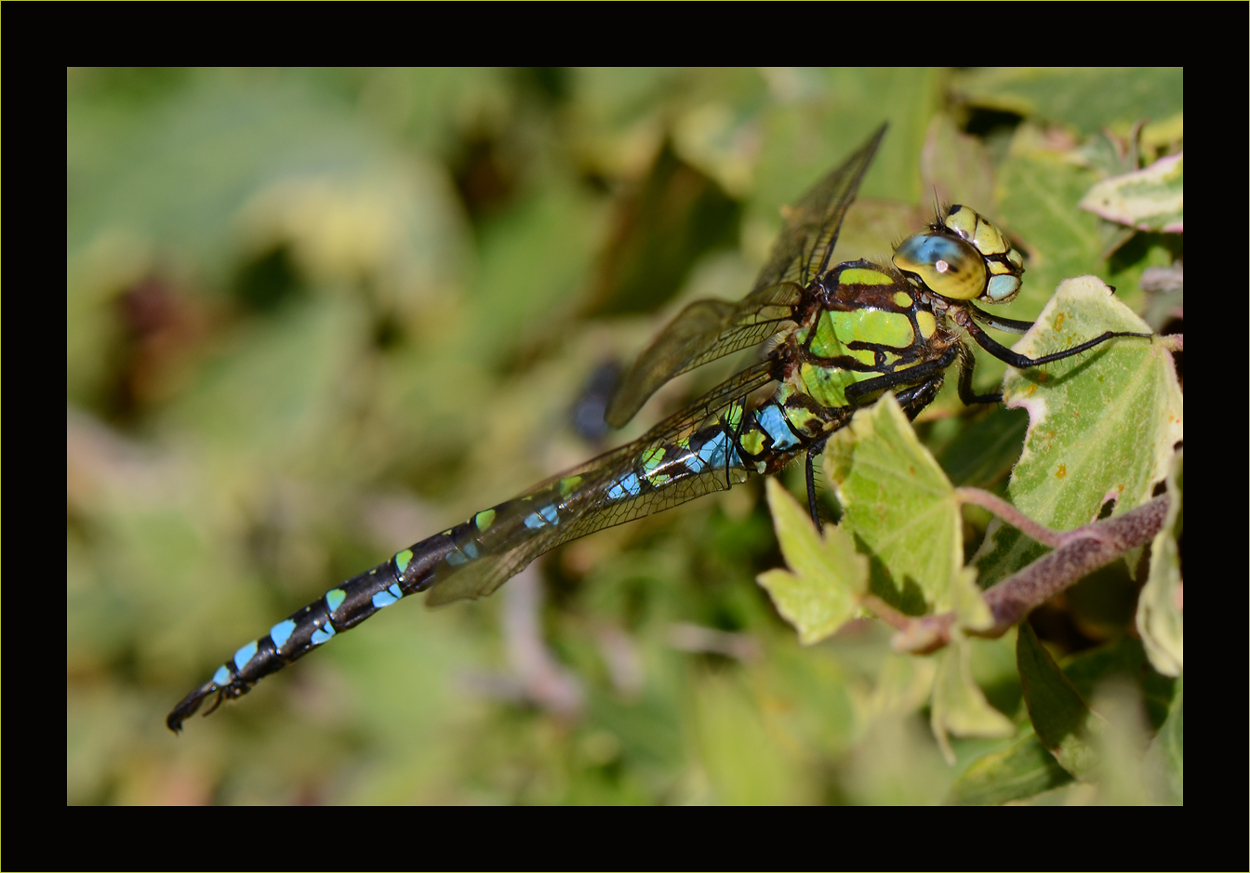 späte Libelle