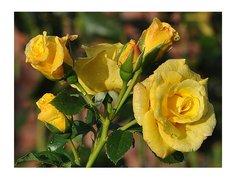 Späte Mittwochsblume - Auf Regen folgt Sonne!