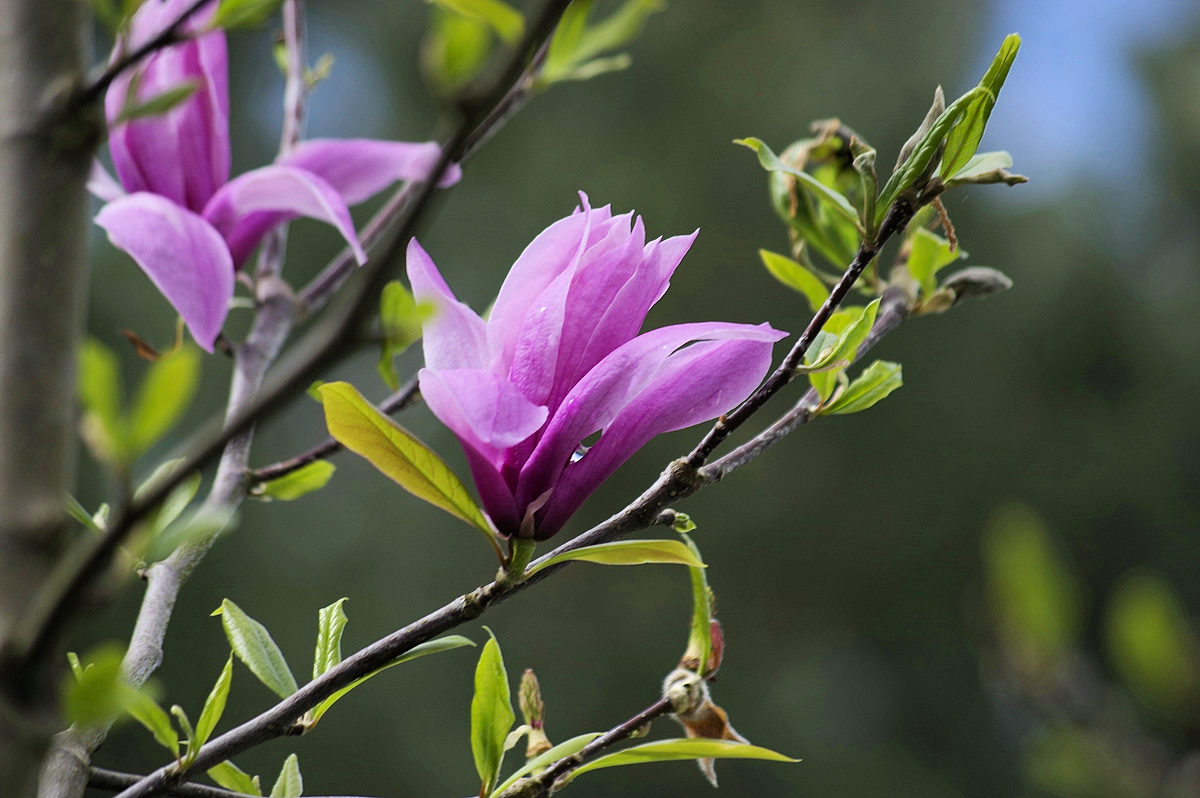 Späte Nachblüte dank der vielen Regentage.