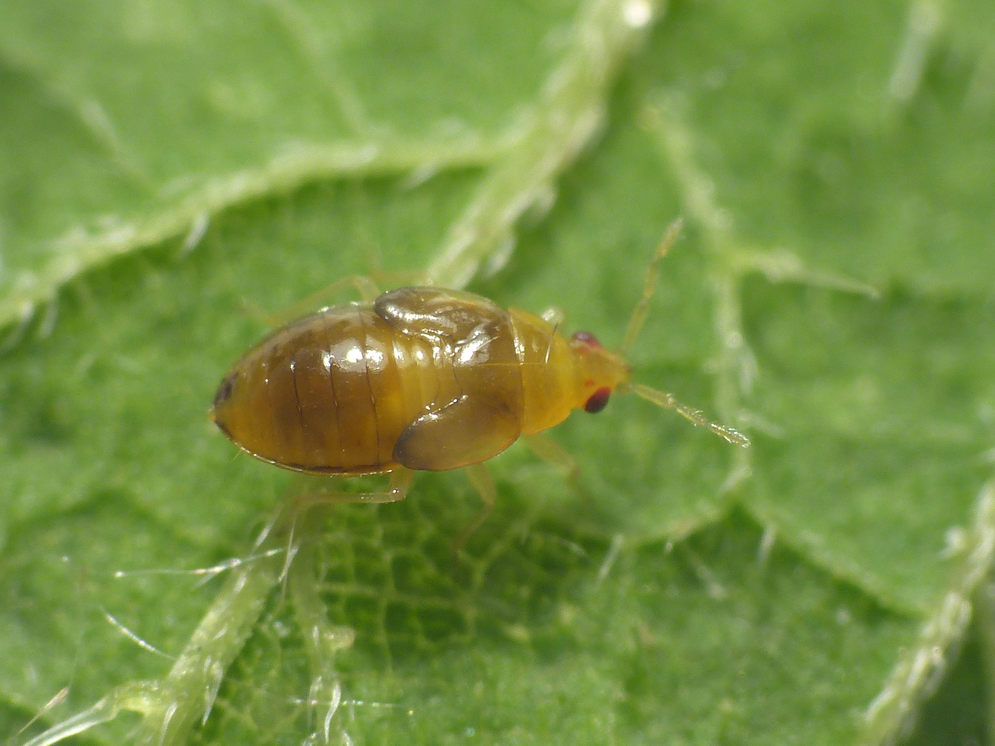 Späte Nymphe der Blumenwanze Orius sp.