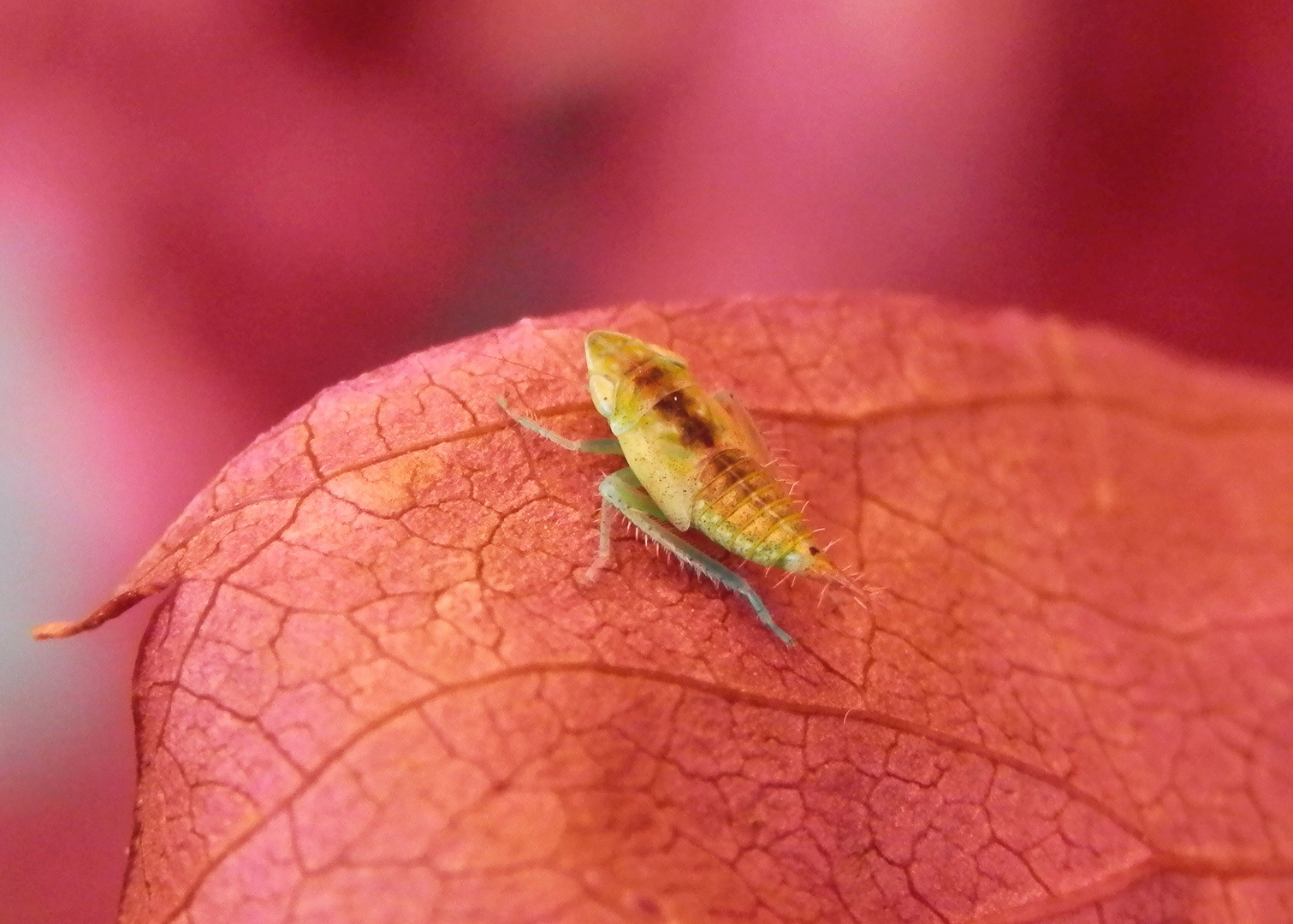 Späte Nymphe der Zwergzikade Fieberiella sp. auf Wildem Wein