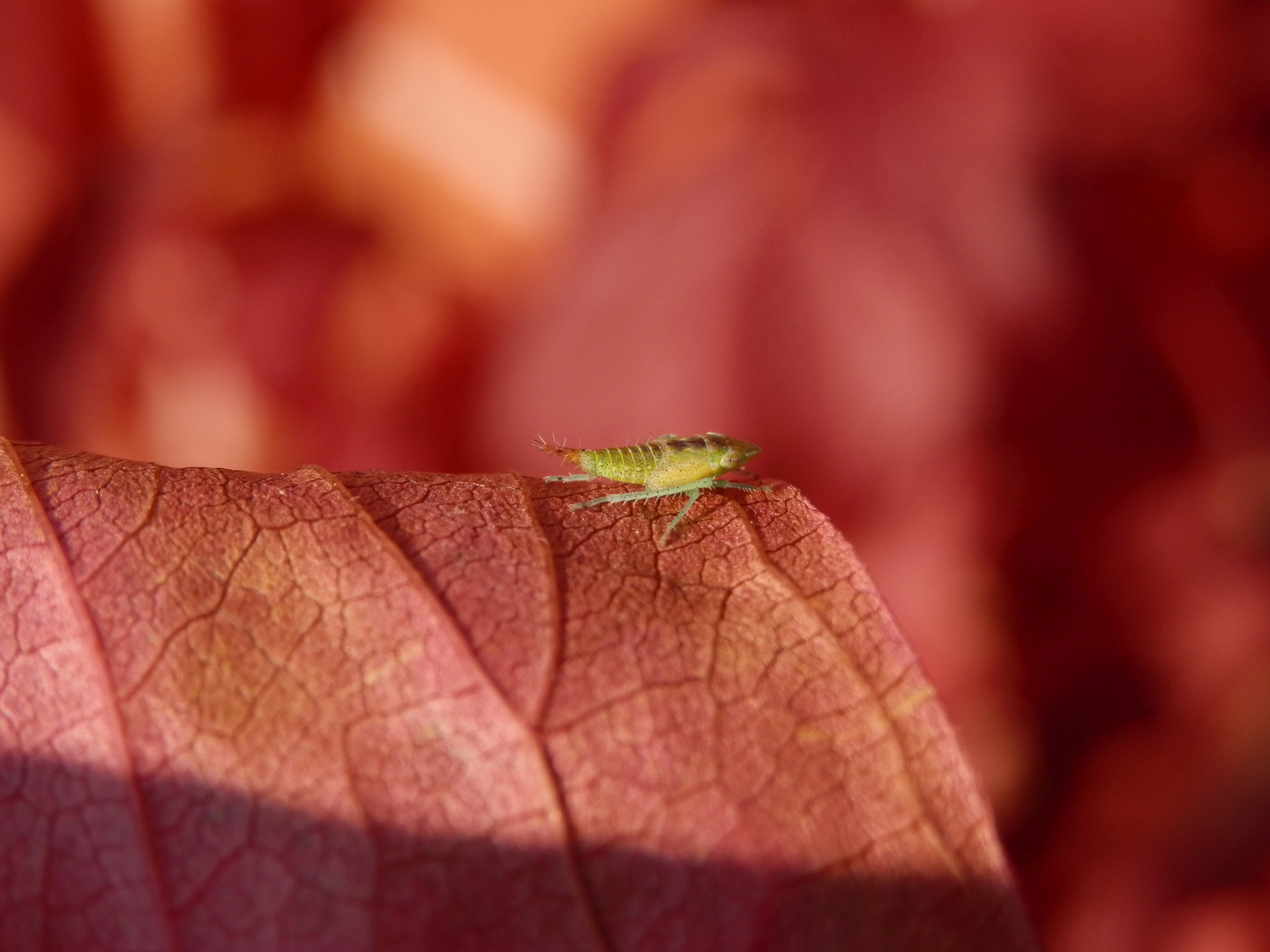 Späte Nymphe der Zwergzikade Fieberiella sp. auf Wildem Wein