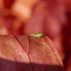 Späte Nymphe der Zwergzikade Fieberiella sp. auf Wildem Wein