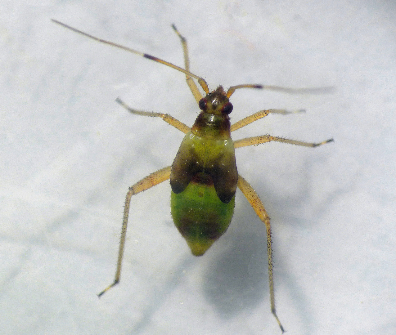 Späte Nymphe von Closterotomus fulvomaculatus