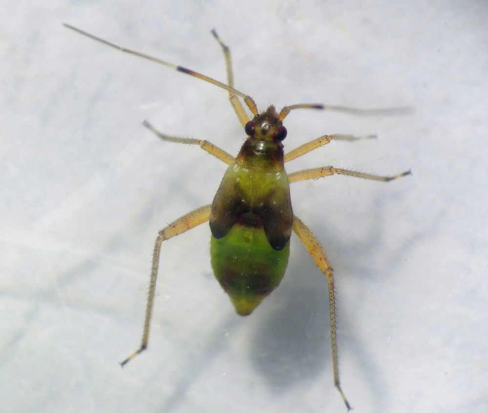 Späte Nymphe von Closterotomus fulvomaculatus