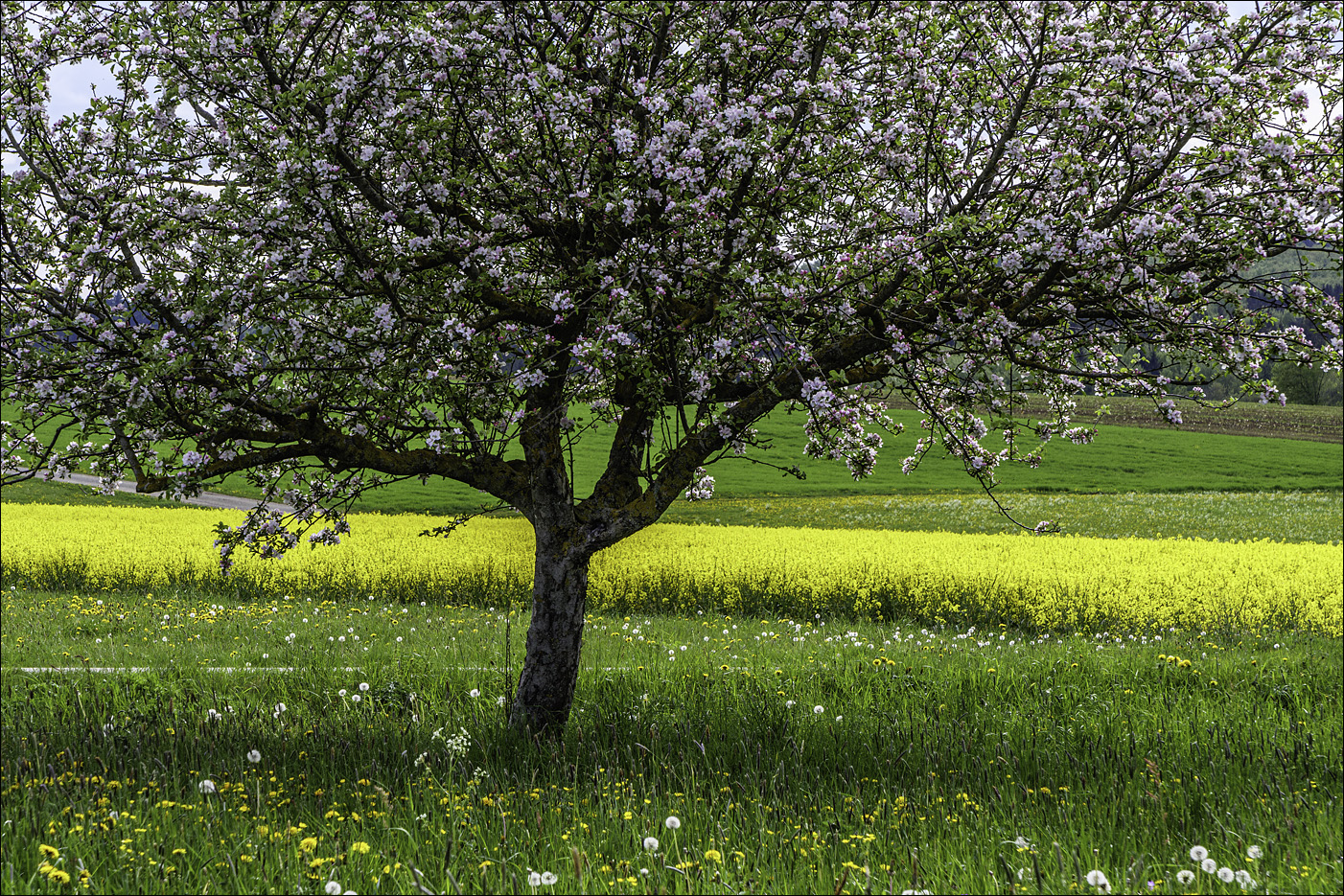 späte Obstblüte