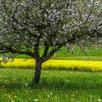 späte Obstblüte