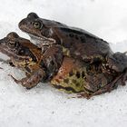 Späte Paarung im Schnee