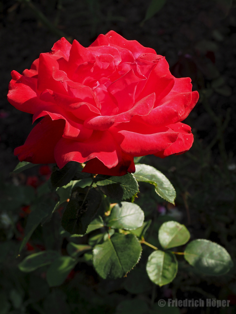 Späte Rose im Abendlicht