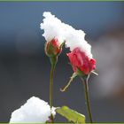 Späte Rose oder früher Schnee