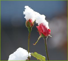 Späte Rose oder früher Schnee